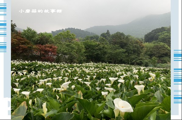 109.4.19.(74)竹子湖-苗榜海芋田.JPG