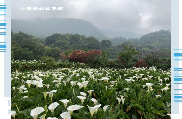 109.4.19.(79)竹子湖-苗榜海芋田.JPG