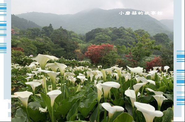 109.4.19.(81)竹子湖-苗榜海芋田.JPG