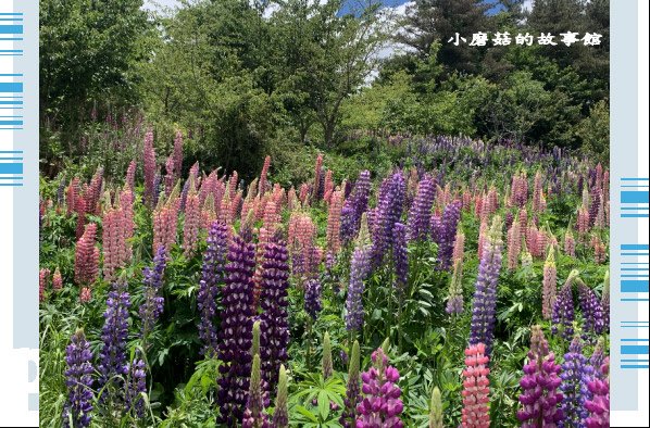 109.5.16.(93)福壽山農場‧魯冰花季.JPG