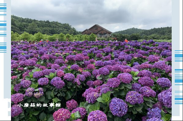 109.6.3.(4)財福繡球花田.JPG