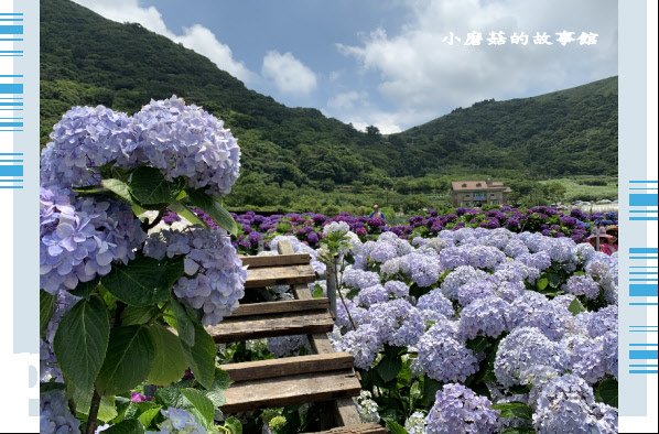 109.6.3.(132)財福繡球花田.JPG