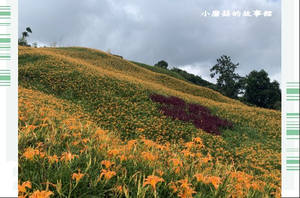 109.9.5.(23)花蓮-赤柯山金針花海.JPG