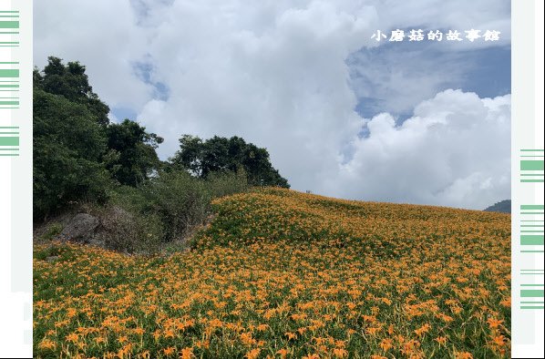 109.9.5.(56)花蓮-赤柯山金針花海.JPG