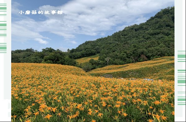 109.9.5.(130)花蓮-赤柯山金針花海.JPG