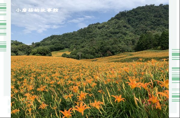 109.9.5.(136)花蓮-赤柯山金針花海.JPG