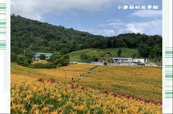 109.9.5.(236)花蓮-赤柯山金針花海.JPG