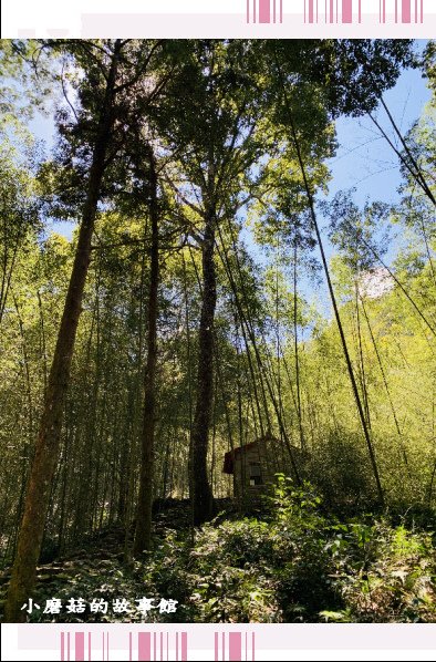 109.10.10.(96)八仙山國家森林遊樂區.JPG