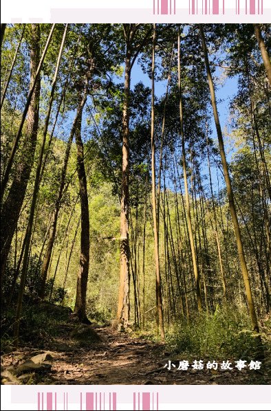 109.10.10.(102)八仙山國家森林遊樂區.JPG