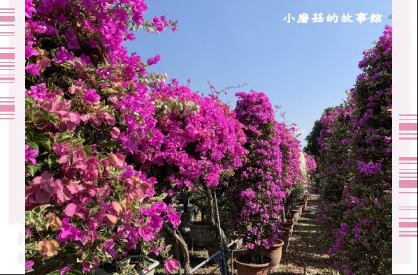 109.11.21.(63)彰化田尾-輝豐園藝.JPG