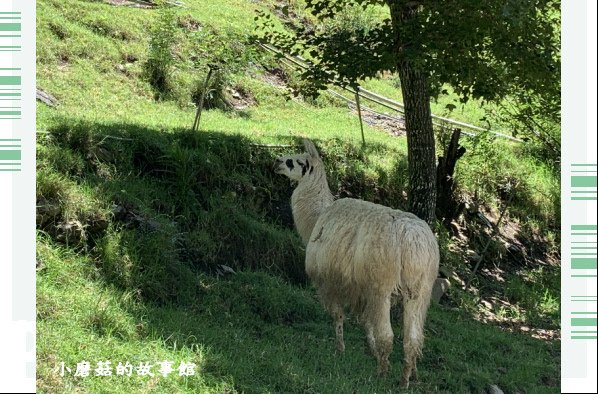 107.7.18.(125)清境-貝卡巧克力莊園.JPG