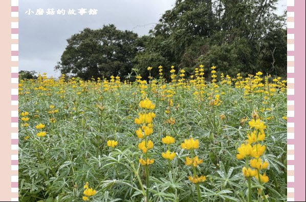 110.2.28.(15)貓空-樟樹步道‧魯冰花+阿義師創意茶餐廳.JPG