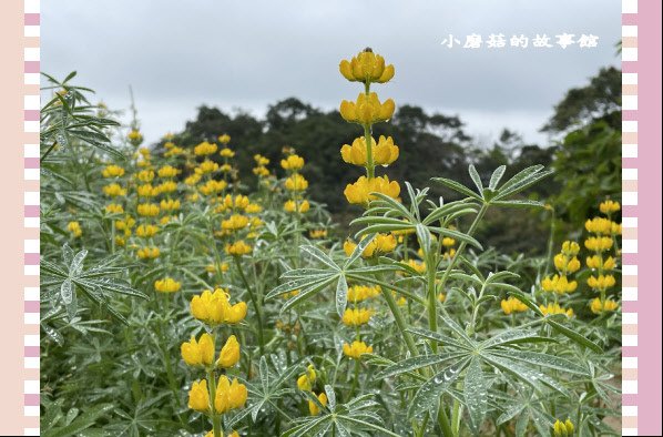 110.2.28.(16)貓空-樟樹步道‧魯冰花+阿義師創意茶餐廳.JPG