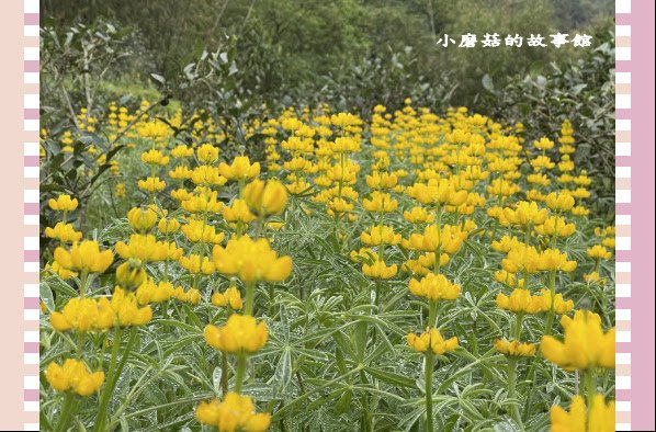 110.2.28.(38)貓空-樟樹步道‧魯冰花+阿義師創意茶餐廳.JPG