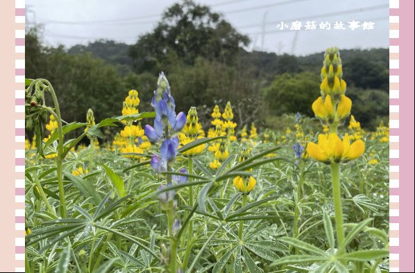 110.2.28.(42)貓空-樟樹步道‧魯冰花+阿義師創意茶餐廳.JPG