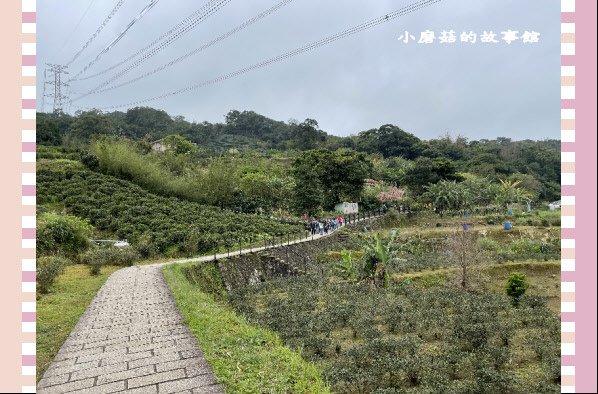 110.2.28.(52)貓空-樟樹步道‧魯冰花+阿義師創意茶餐廳.JPG