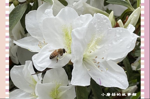 110.2.28.(116)貓空-樟樹步道‧魯冰花+阿義師創意茶餐廳.JPG