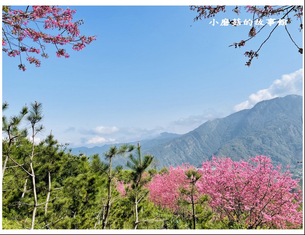 111.3.5.(57)新竹尖石-數碼天空景觀園區(櫻花季).JPG