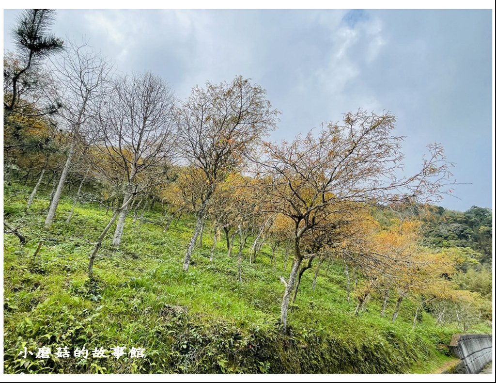 111.3.5.(73)新竹尖石-數碼天空景觀園區(櫻花季).JPG