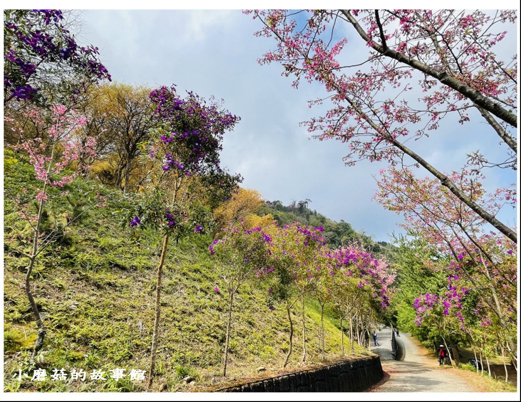 111.3.5.(74)新竹尖石-數碼天空景觀園區(櫻花季).JPG