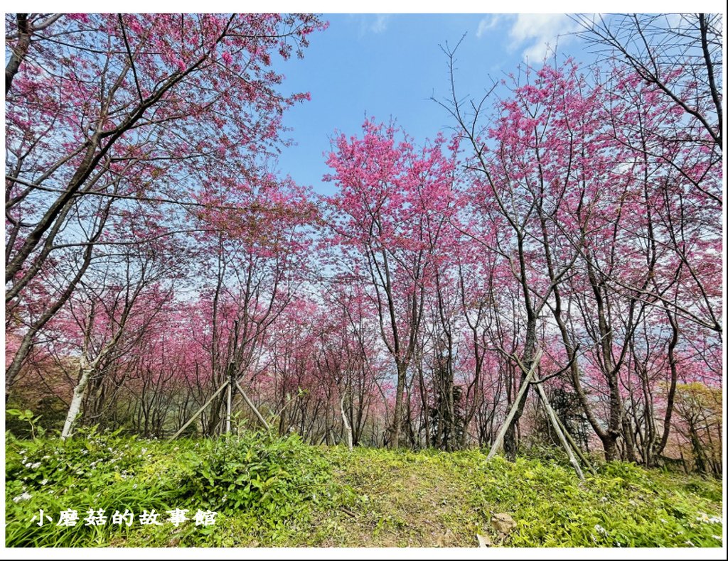 111.3.5.(136)新竹尖石-數碼天空景觀園區(櫻花季).JPG