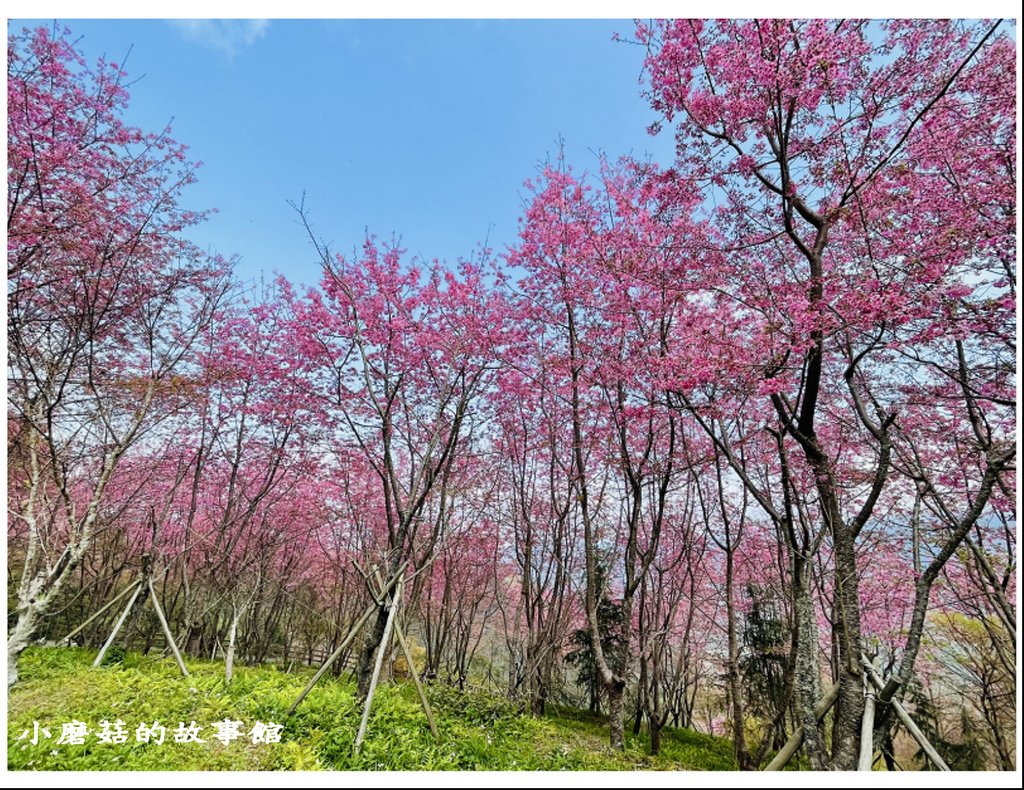 111.3.5.(138)新竹尖石-數碼天空景觀園區(櫻花季).JPG