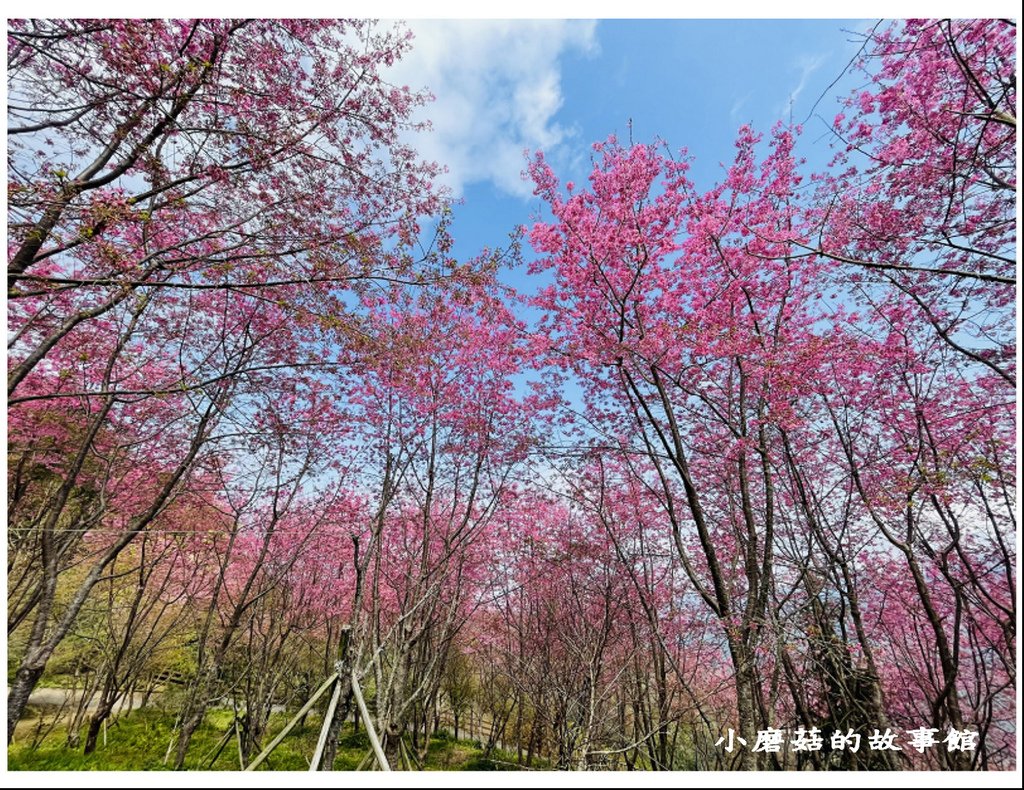 111.3.5.(152)新竹尖石-數碼天空景觀園區(櫻花季).JPG