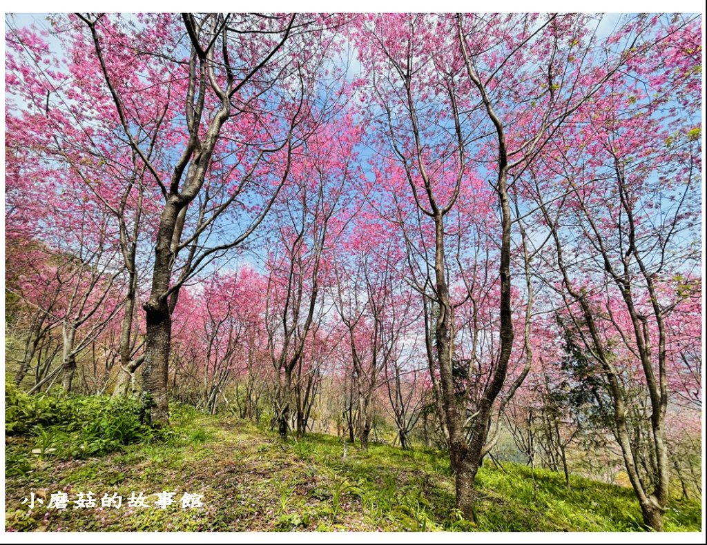 111.3.5.(157)新竹尖石-數碼天空景觀園區(櫻花季).JPG