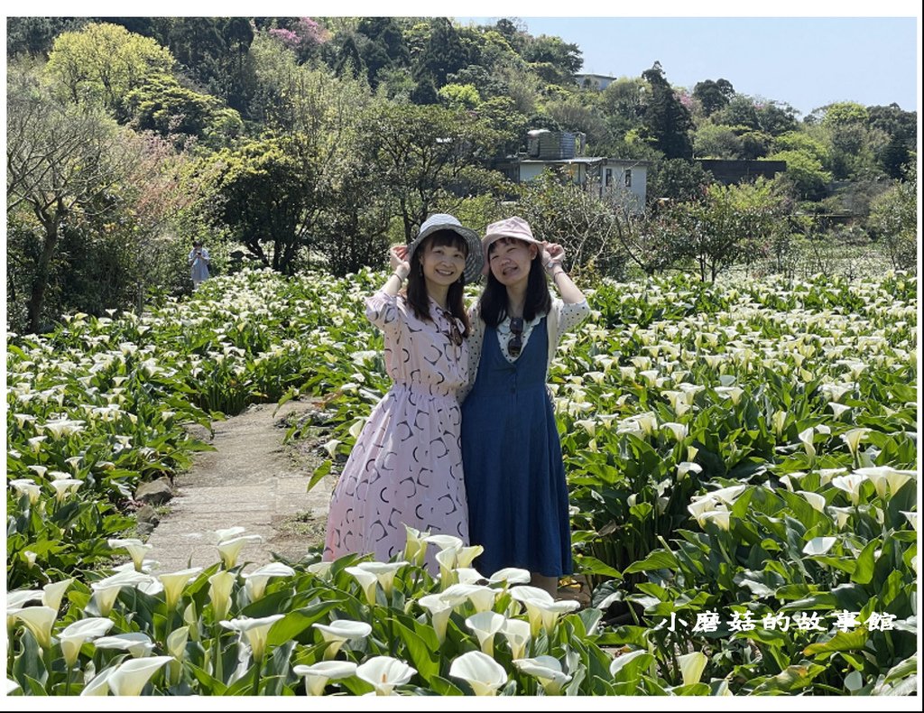 111.3.13.(111)竹子湖-苗榜海芋田.JPG