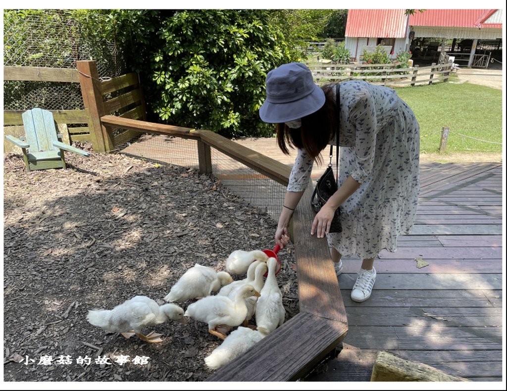 111.4.10.(116)苗栗-飛牛牧場.JPG