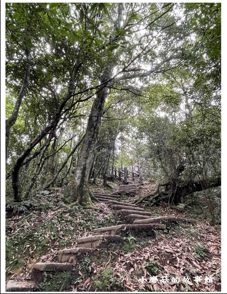 111.8.31.(73)東眼山國家森林遊樂區(自導式步道).JPG
