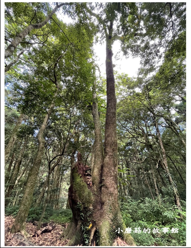 111.8.31.(110)東眼山國家森林遊樂區(自導式步道).JPG