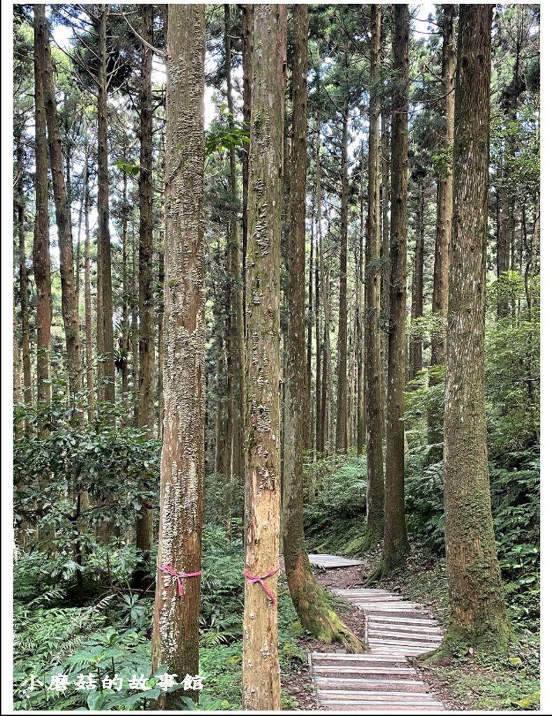 111.8.31.(126)東眼山國家森林遊樂區(自導式步道).JPG
