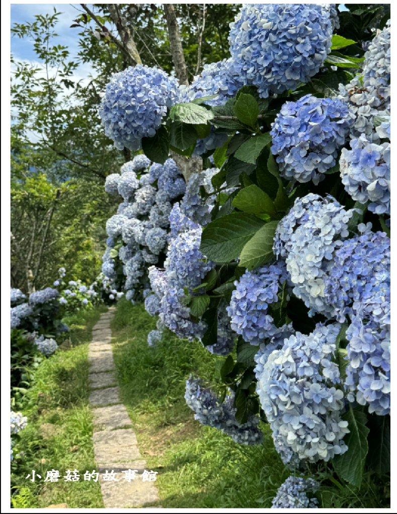 113.6.13.(141)苗栗南庄-碧絡角繡球花季.JPG