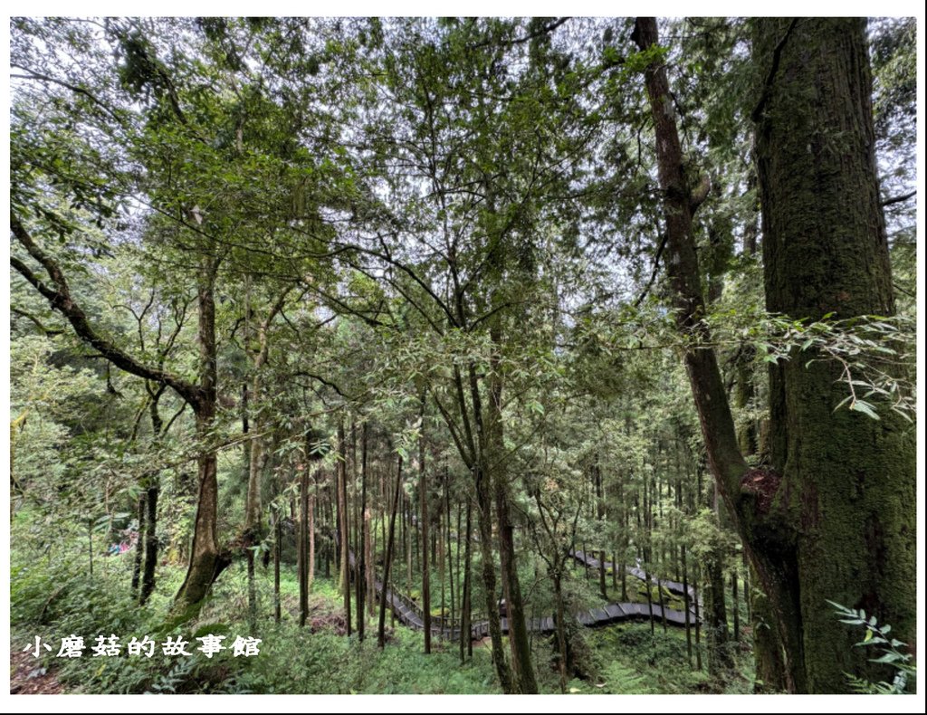 113.8.25.(284)嘉義-阿里山國家森林遊樂區.JPG