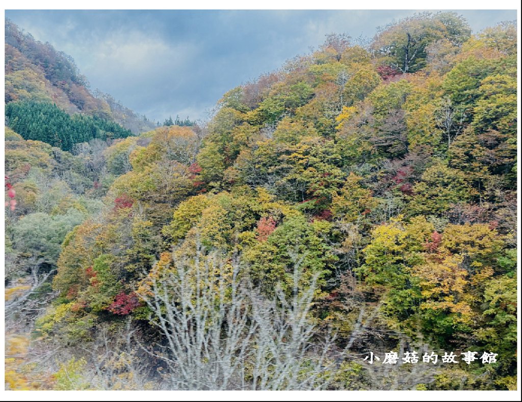 113.10.27.(6)八幡平-楓紅道路.JPG