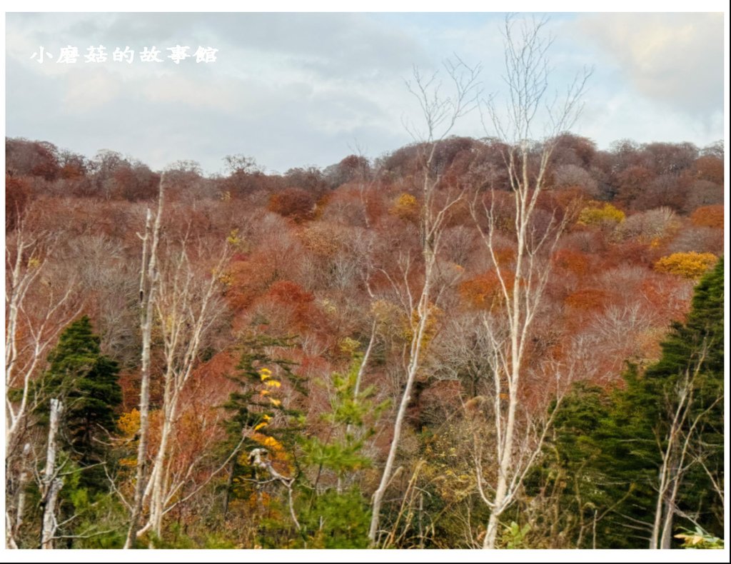 113.10.27.(40)八幡平-楓紅道路.JPG