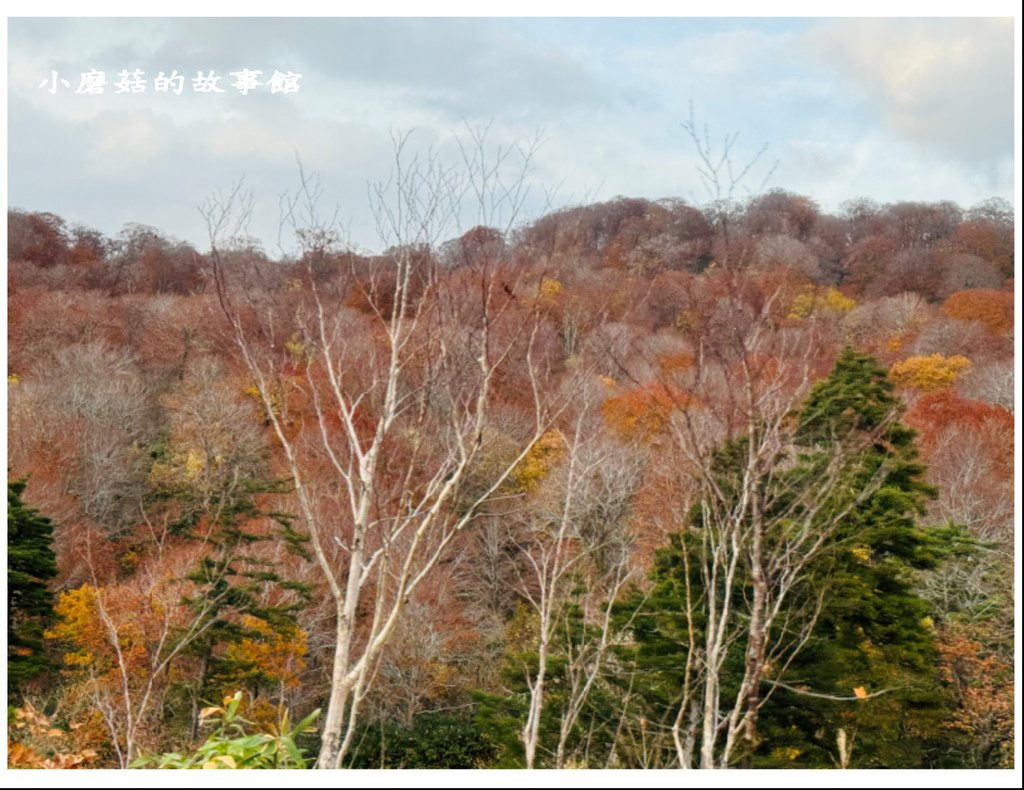 113.10.27.(41)八幡平-楓紅道路.JPG