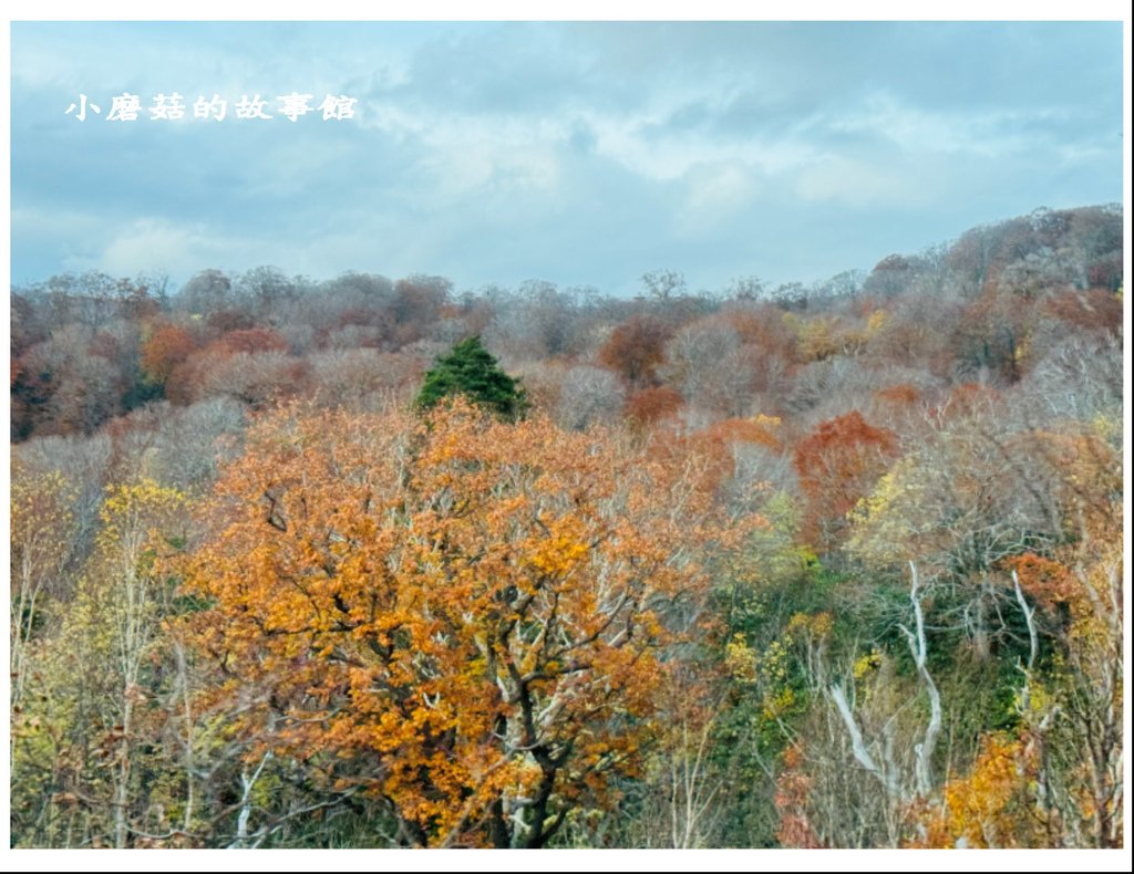 113.10.27.(43)八幡平-楓紅道路.JPG