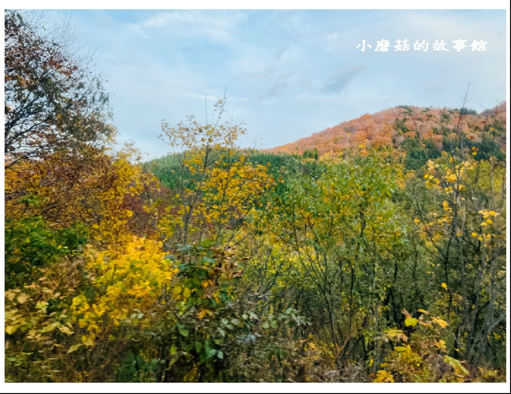 113.10.27.(45)八幡平-楓紅道路.JPG