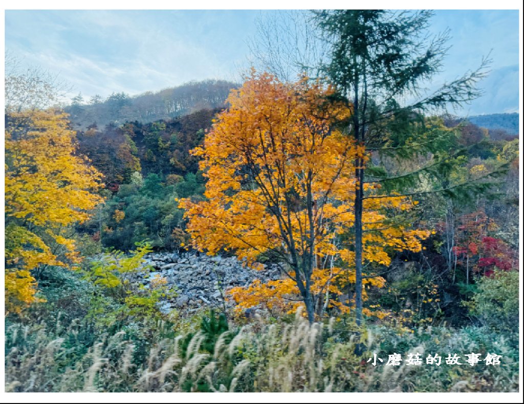 113.10.27.(51)八幡平-楓紅道路.JPG