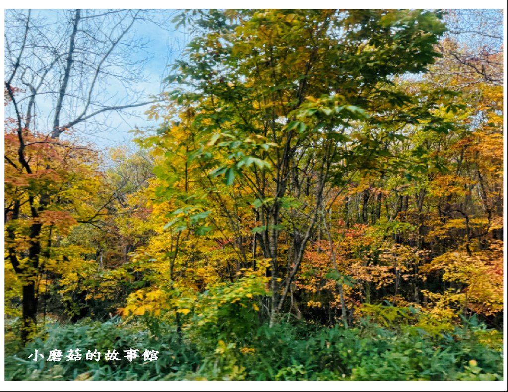 113.10.27.(55)八幡平-楓紅道路.JPG