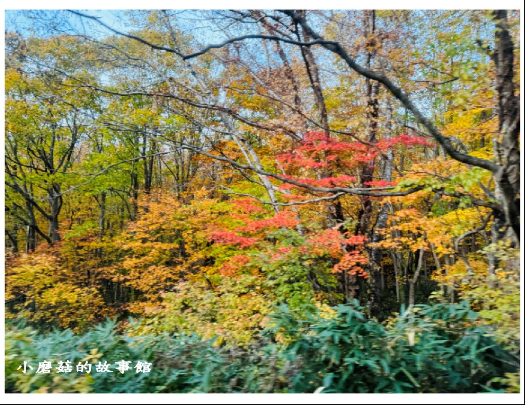 113.10.27.(57)八幡平-楓紅道路.JPG