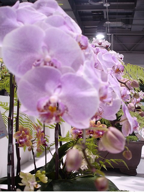 超棒的蘭花展