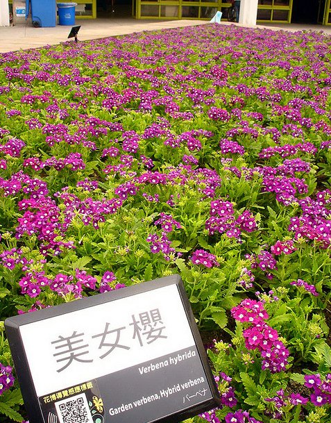 放眼望去就是花1