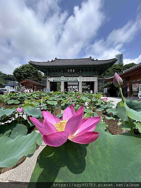 【國外遊記】 韓國首爾自由行 Day3/ 奉恩寺/ 星空圖書