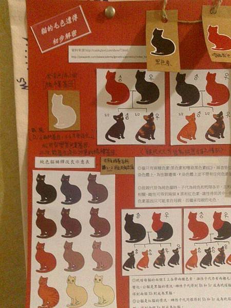 貓報告 (7)