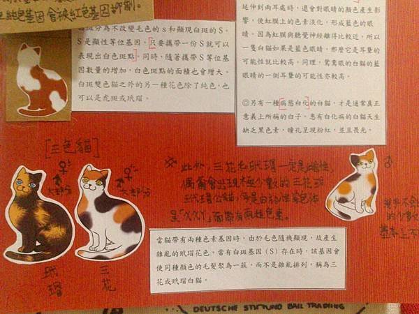 貓報告 (9)