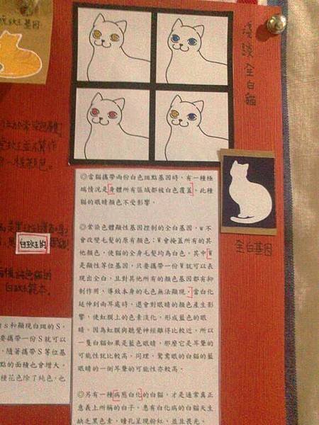 貓報告 (5)