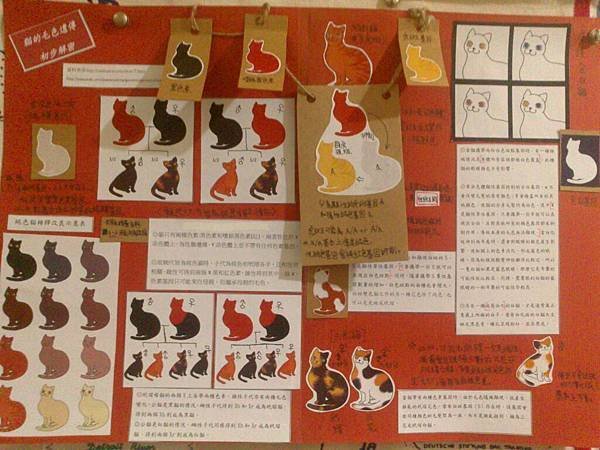 貓報告 (8)